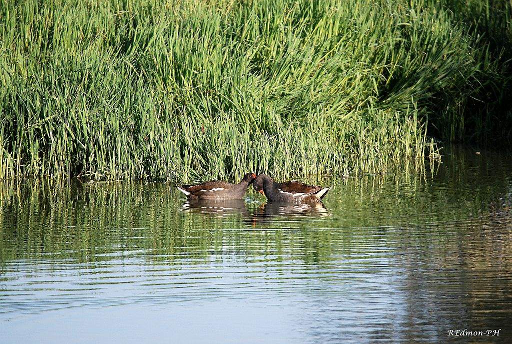 Gallinelle d''acqua, un incontro molto tenero!!!